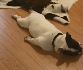 Joy for Cherilyn is napping with her pup after their hike