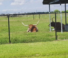 Joy for Lyle is Travelling and Road Trips