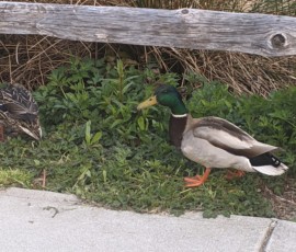 Hawthorne Park Duck - Amanda