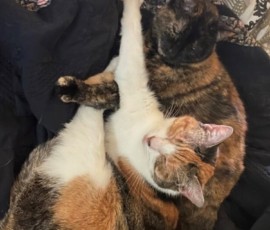 Loki and Mystique - Playful sisters always down for naps!